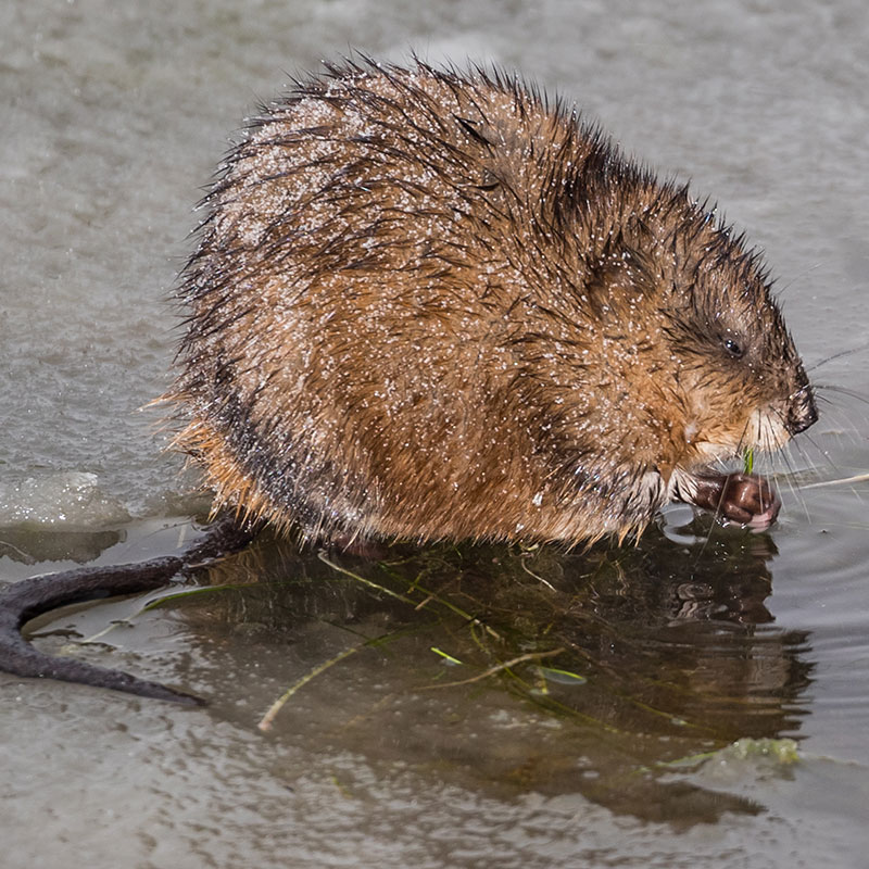 Muskrat on ice