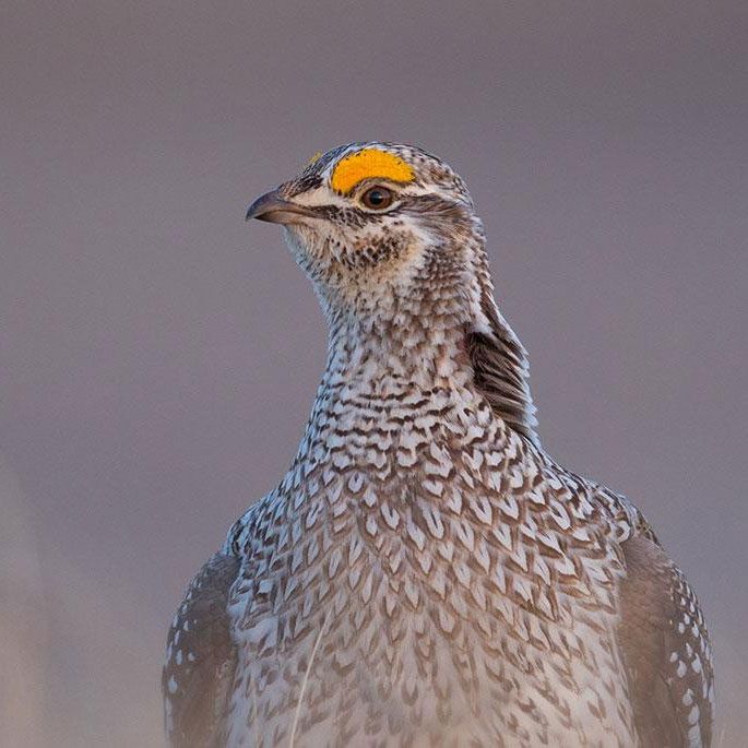 Sharp-tailed grouse