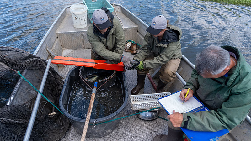 Fisheries biologists measuring fish on a boat