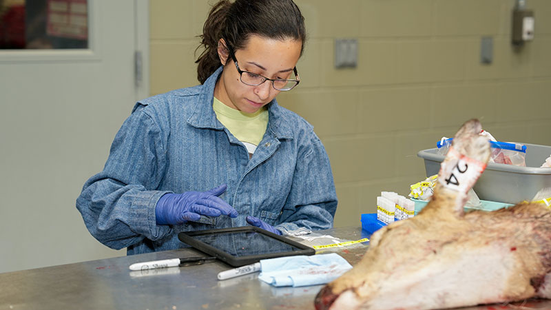 Biologist doing necropsy in the wildlife lab