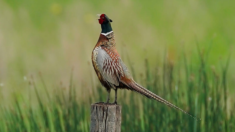 Pheasant rooster on old fence post crowing