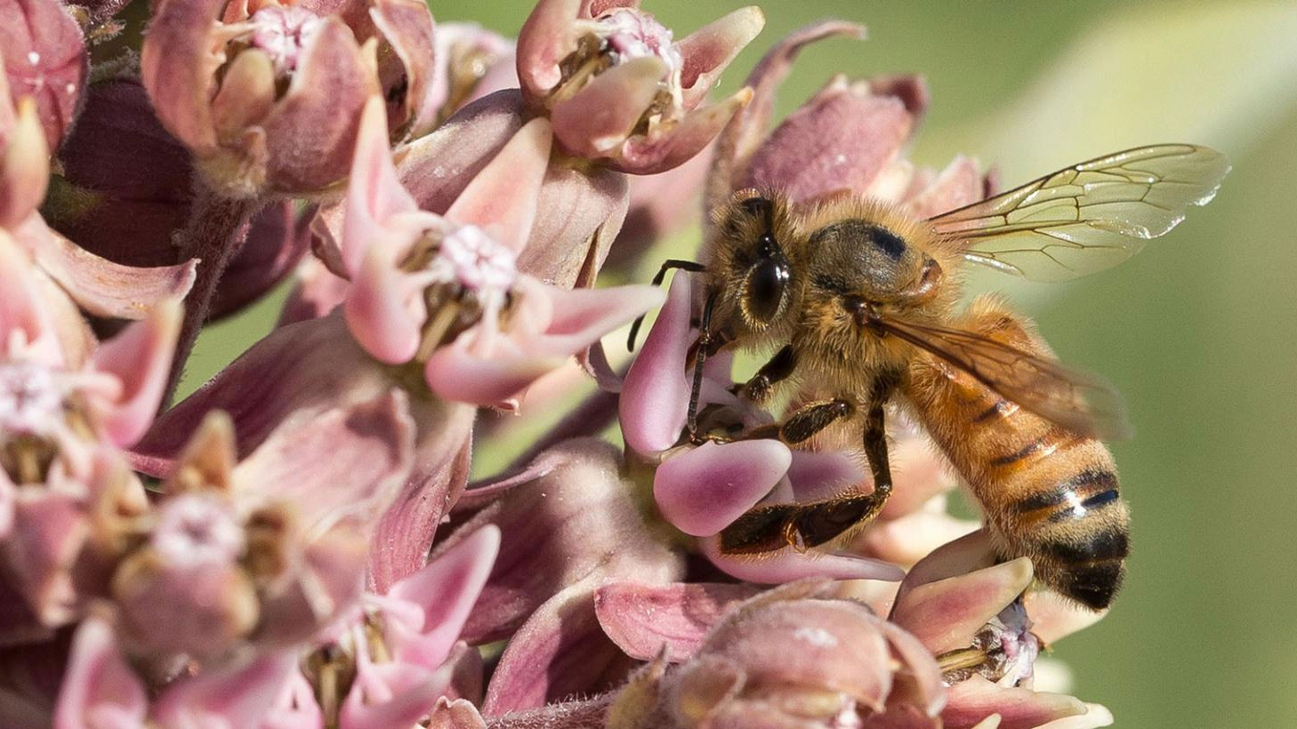 Bee on milkweed