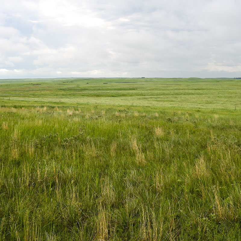 Unbroken native prairie