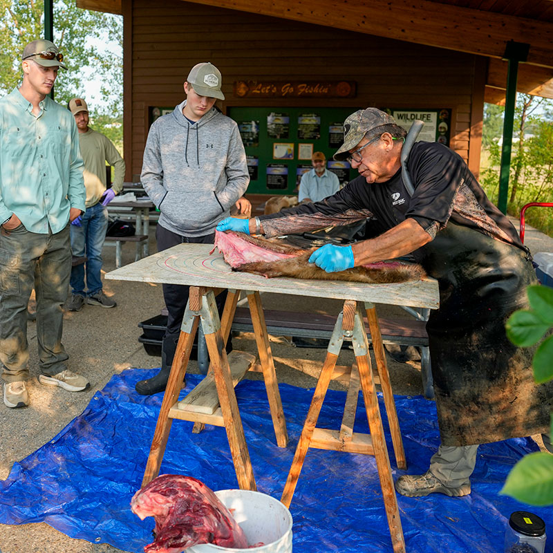 Instructor demonstrating pelt removal