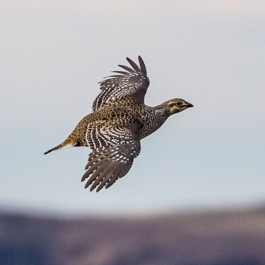 Sharp-tailed grouse flying