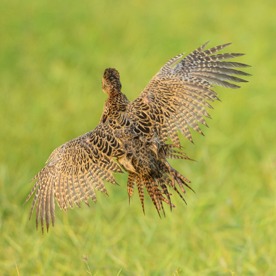 Pheasant hen flying away