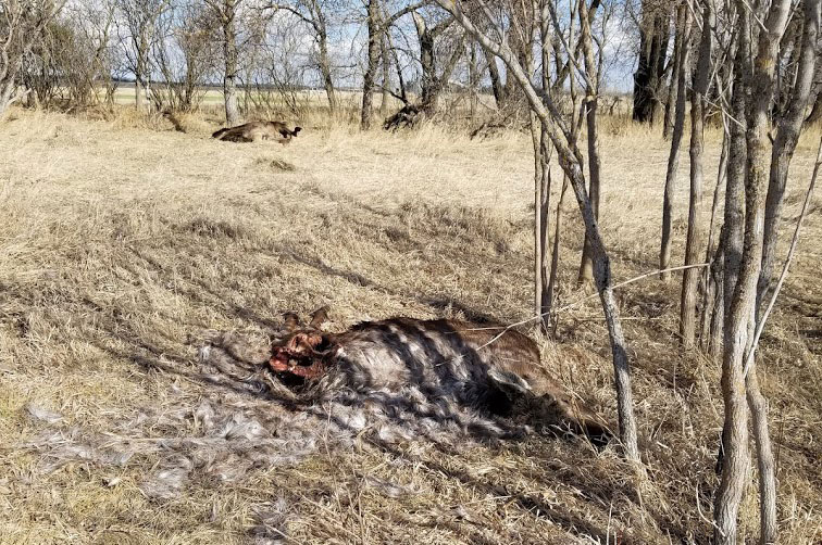 Dead moose with fetuses cut out
