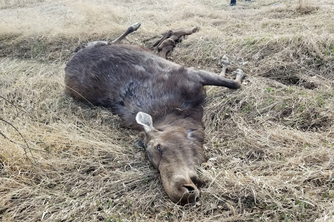 Dead moose - 2