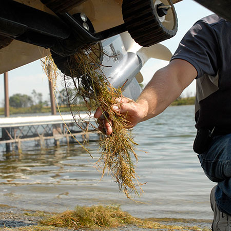 Boater removing weeds from under boat on trailer