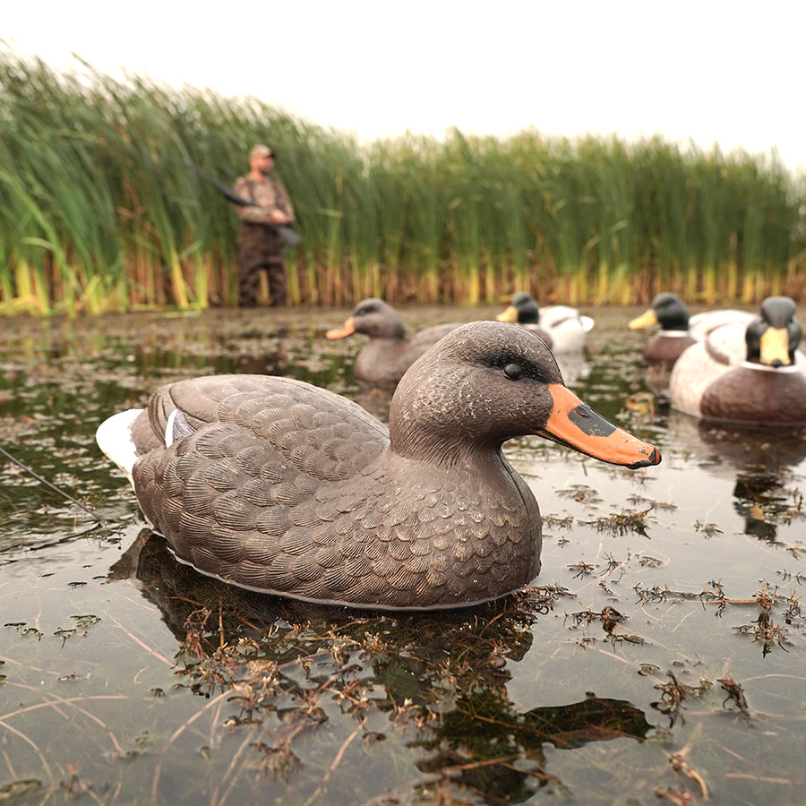 Duck decoy in water with weeds around and hunter standing in the background