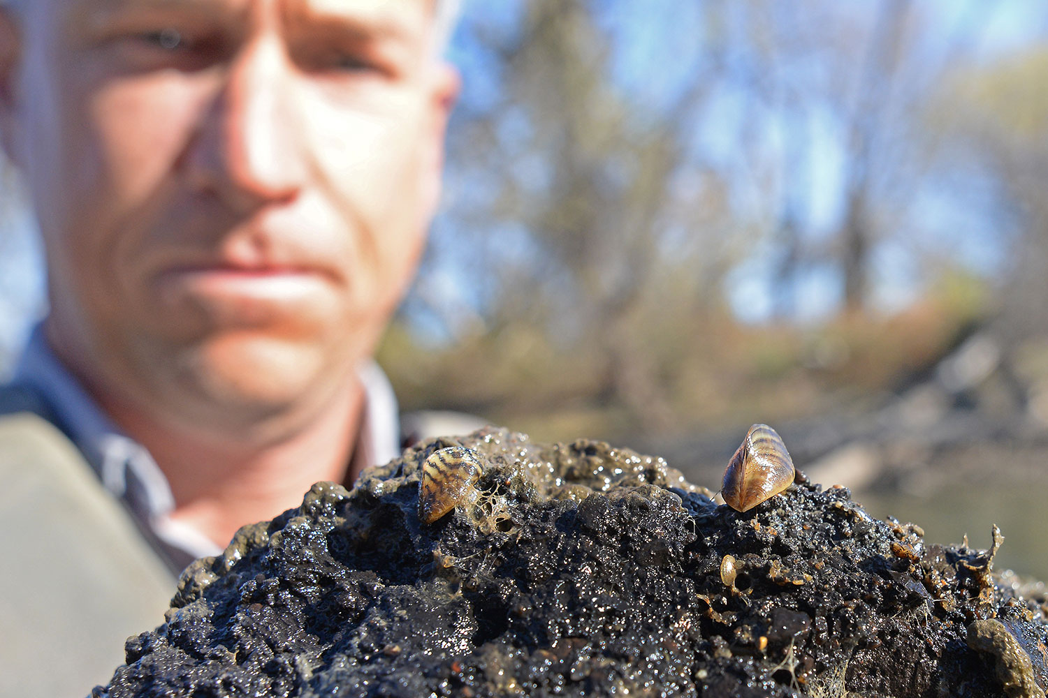 Person looking at zebra mussels on a rock