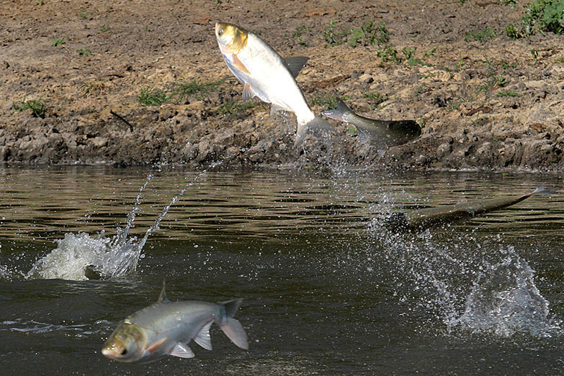 Silver carp jumping from water