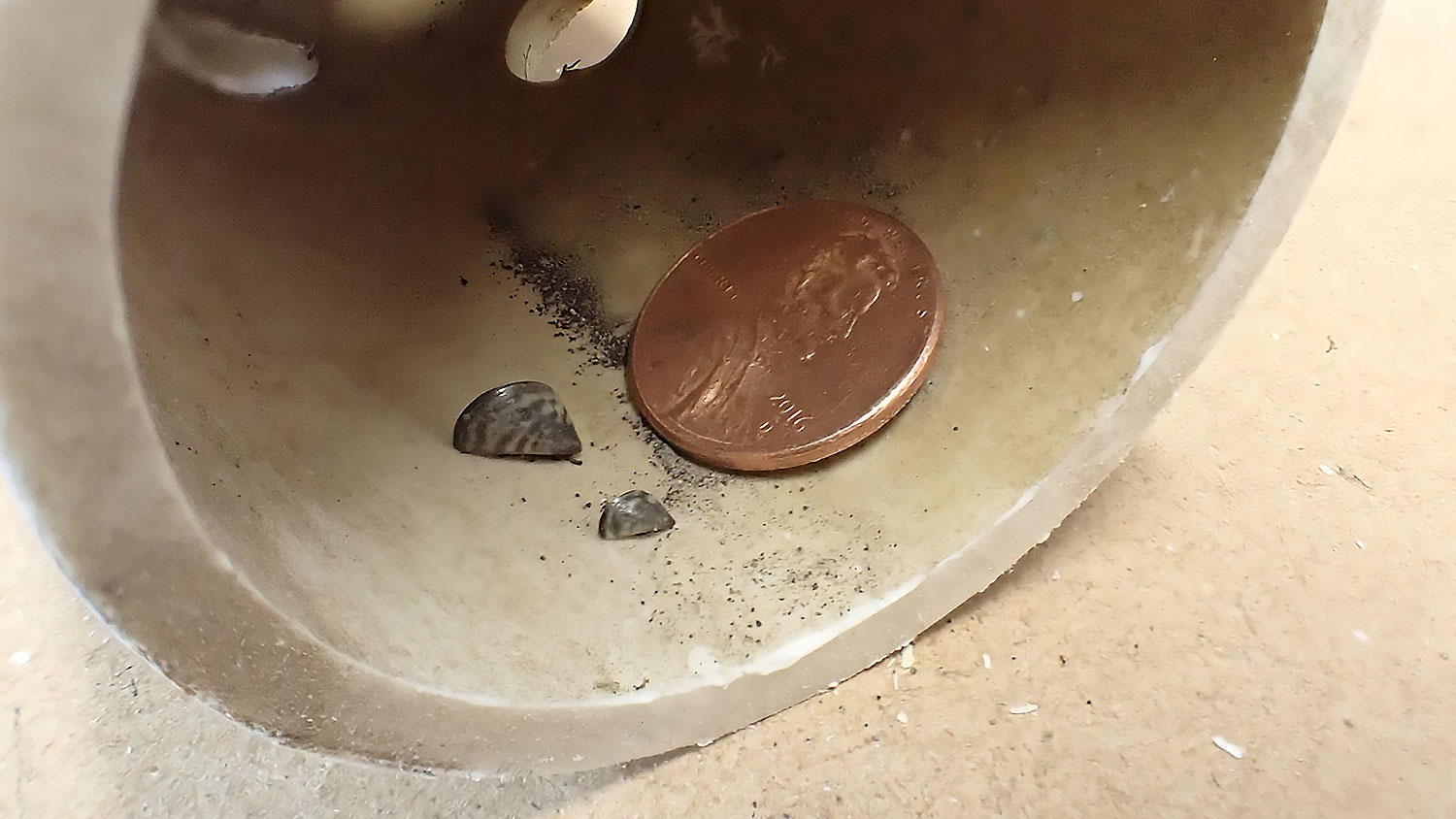 Sampler with zebra mussel inside. Penny placed by mussel to demonstrate the small size of the mussels