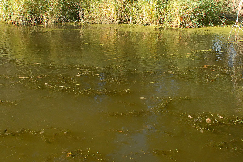 Eurasian watermilfoil in waterbody