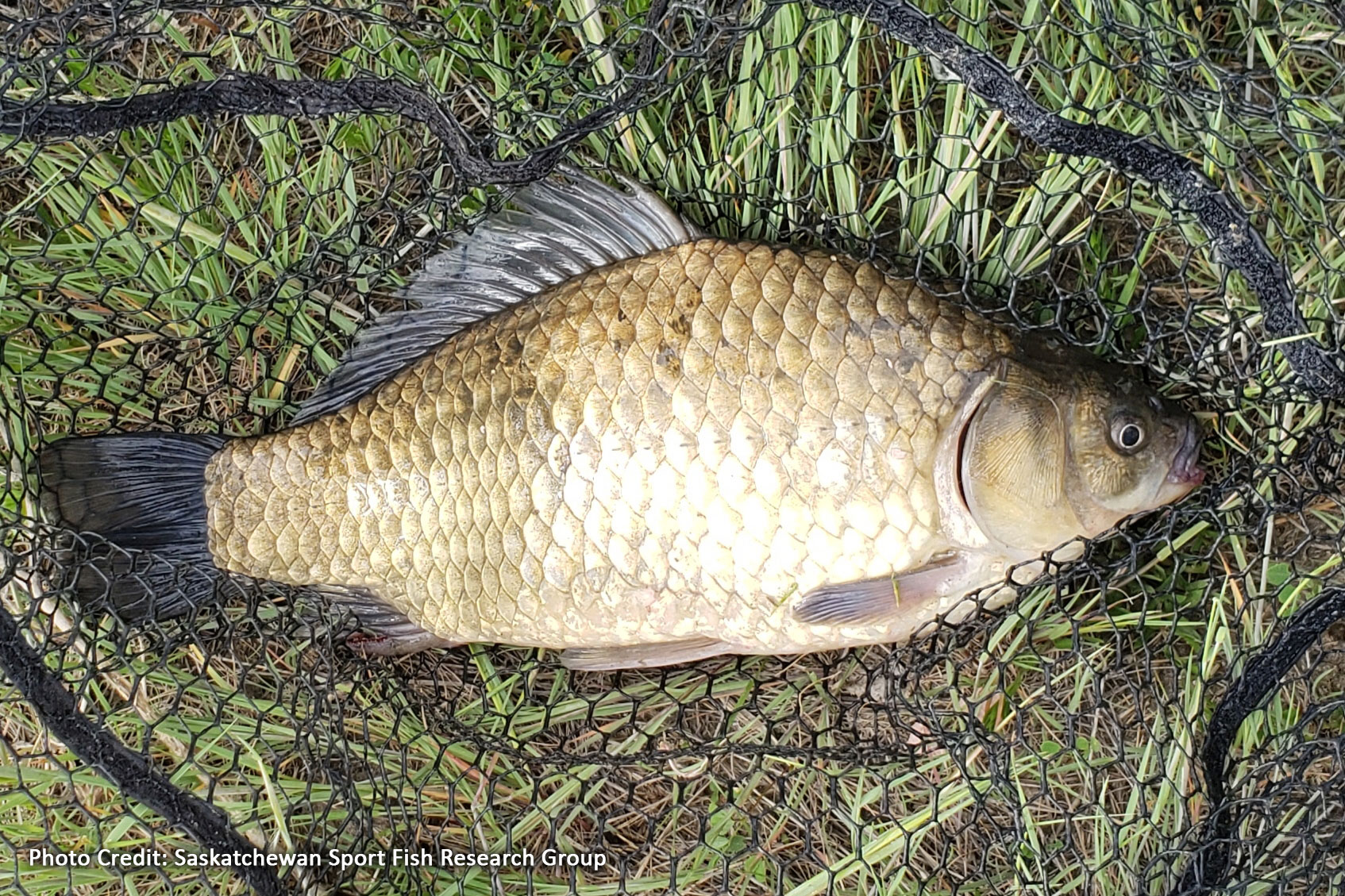 Prussian carp  (Photo credit: Saskatchewan Sport Fish Research Group)