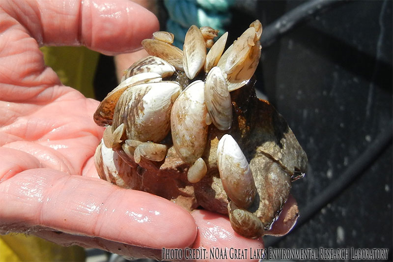 Quagga mussel<