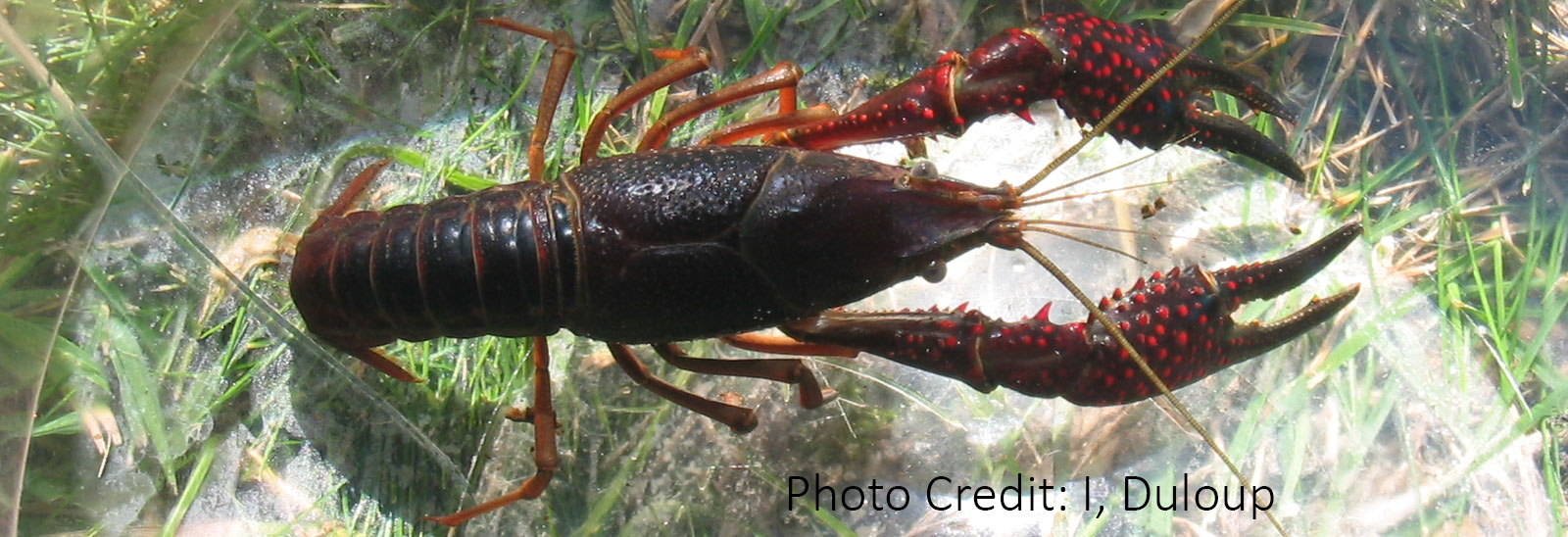 Red swamp crayfish - By I, Duloup, CC BY-SA 3.0, https://commons.wikimedia.org/w/index.php?curid=2255402