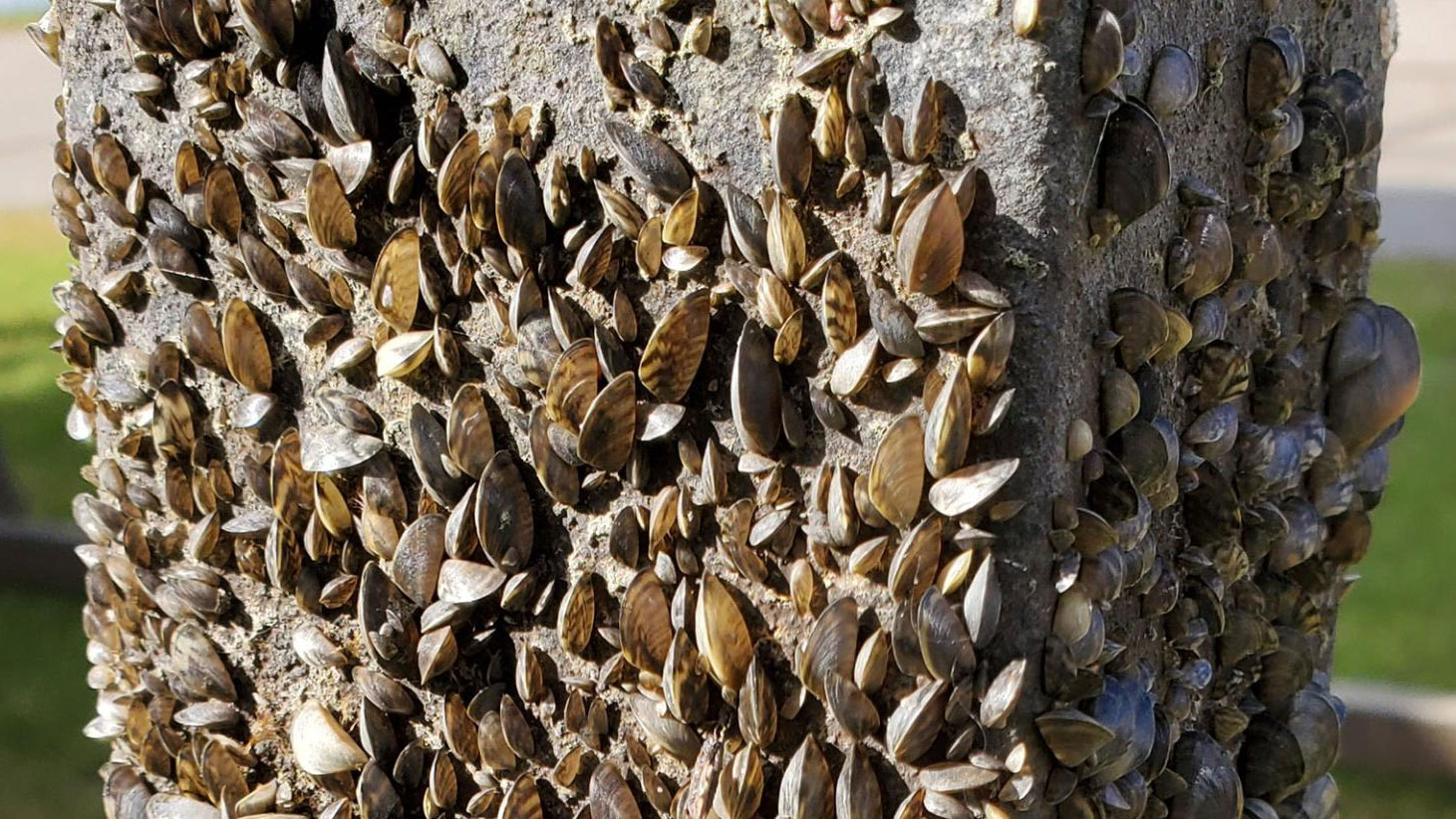 Zebra mussels on dock posts