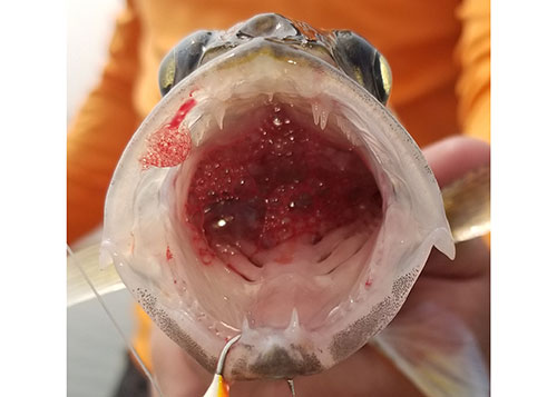 Foamy blood in mouth of a fish with barotrauma