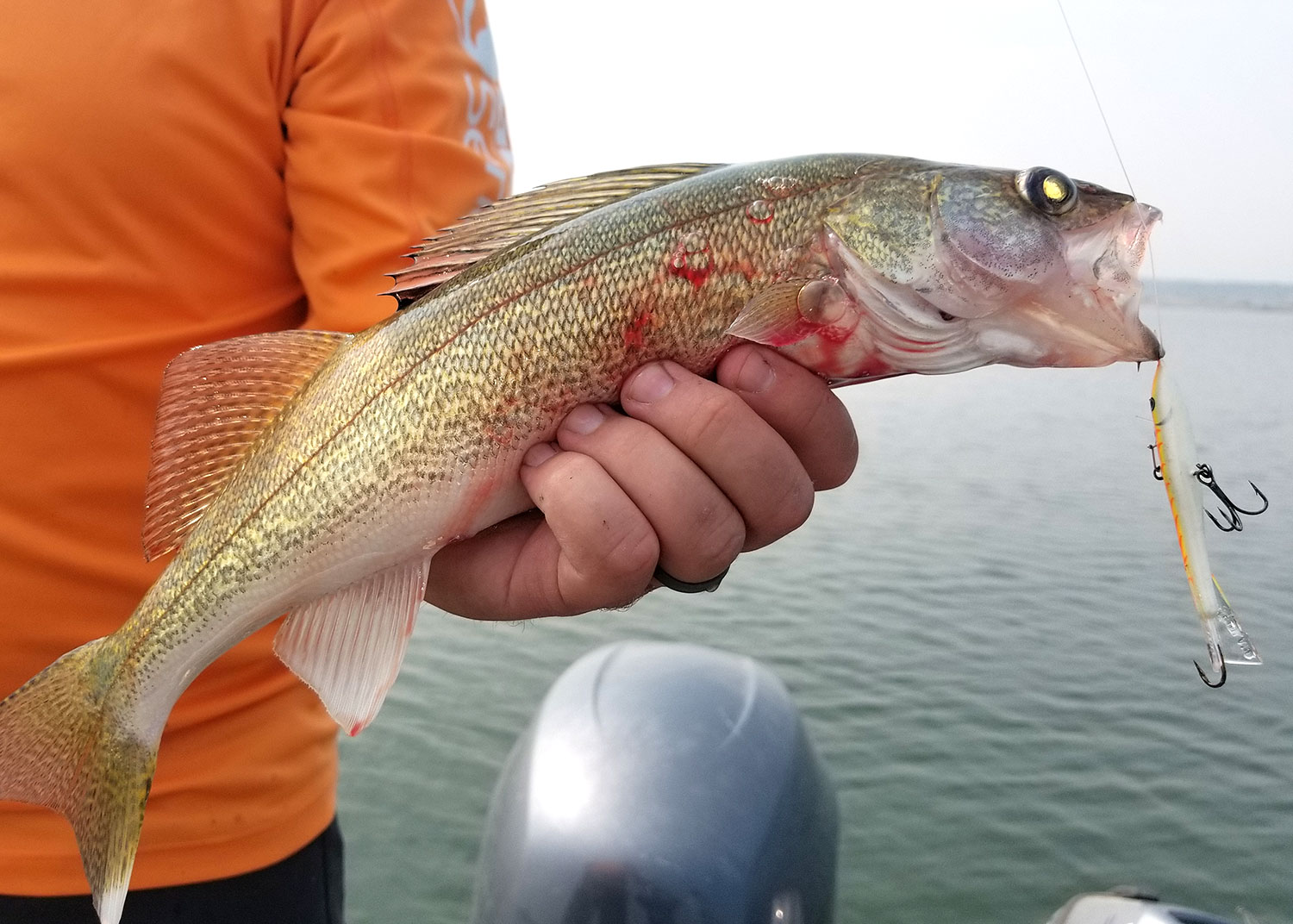 Bloody sides on a fish with barotrauma