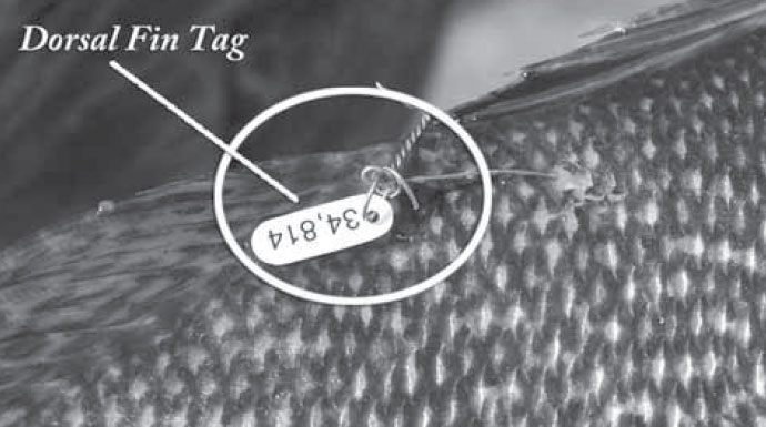 Fin tag