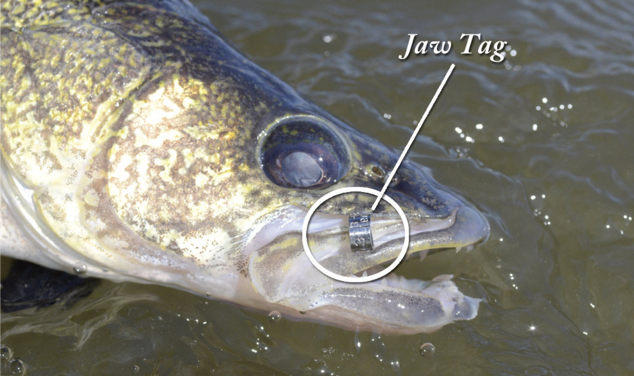 How to Tag a Fish  