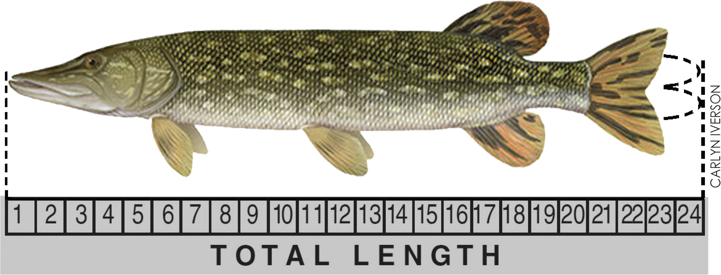 Northern pike above ruler