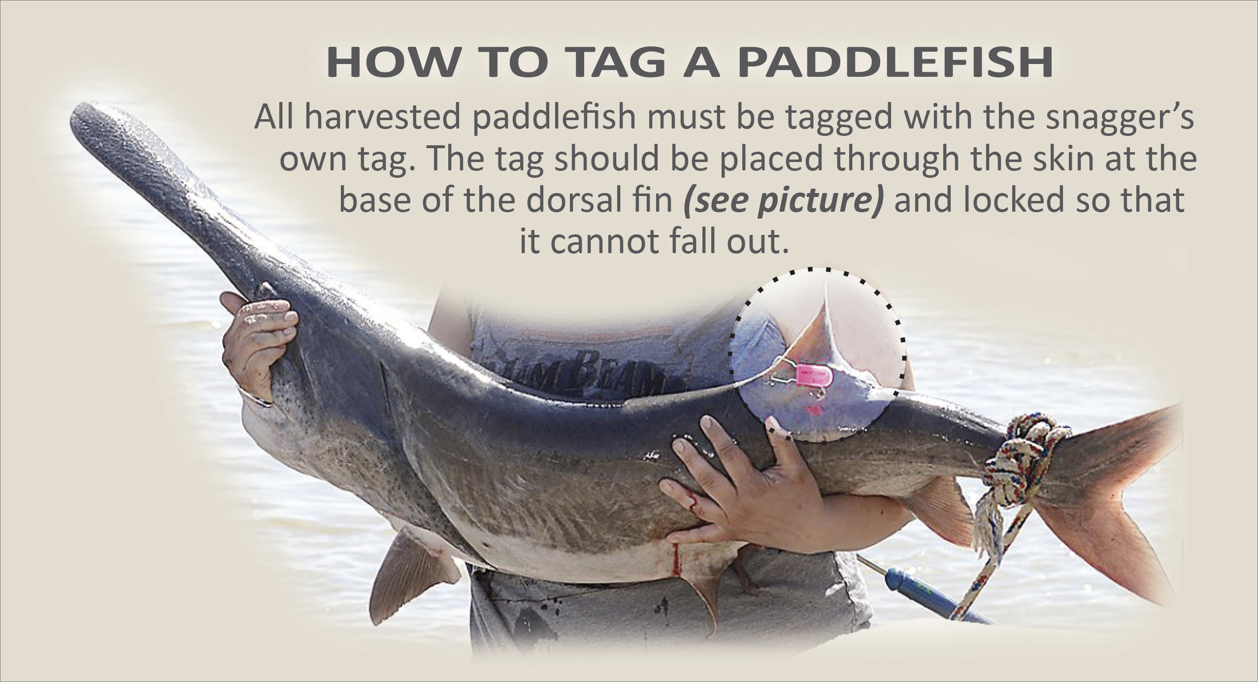 Paddlefish with tag