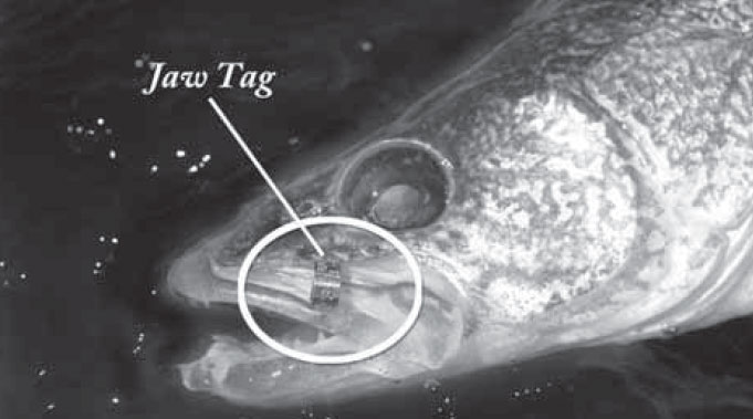 jaw-tag