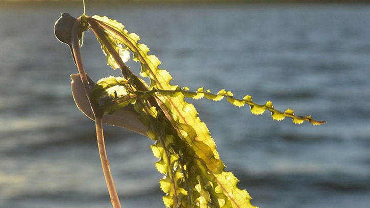 ANS - curly leaf pondweed