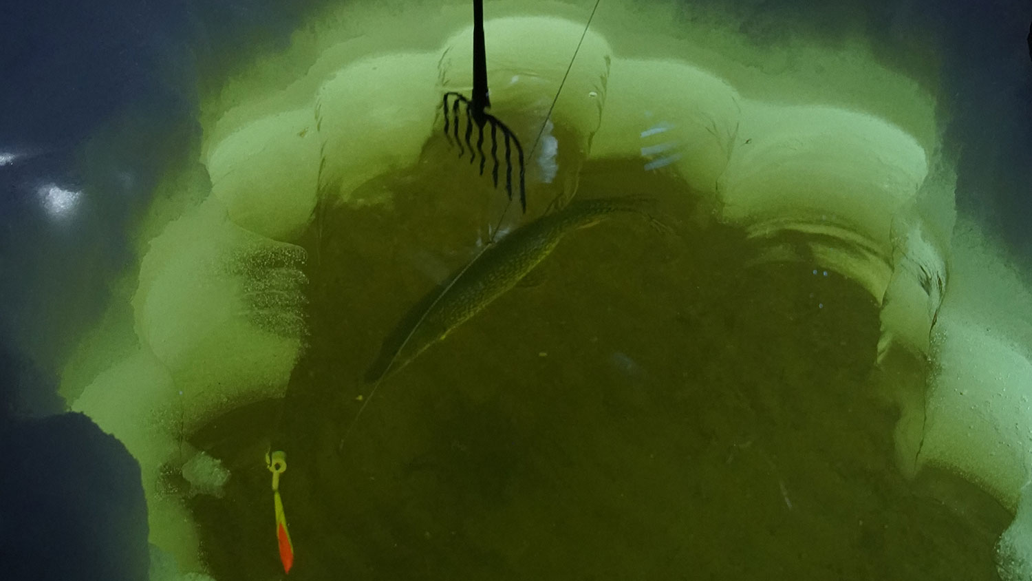 Pike in spearing ice hole