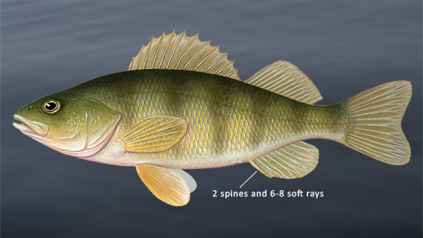 Yellow perch drawing