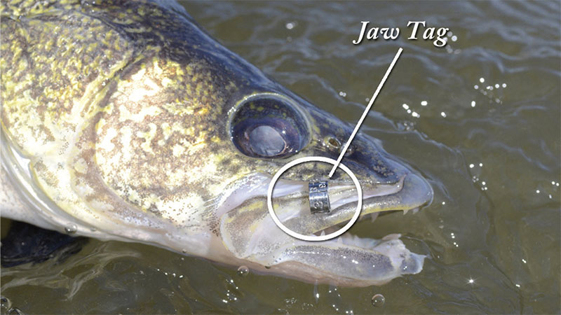 Tagged walleye