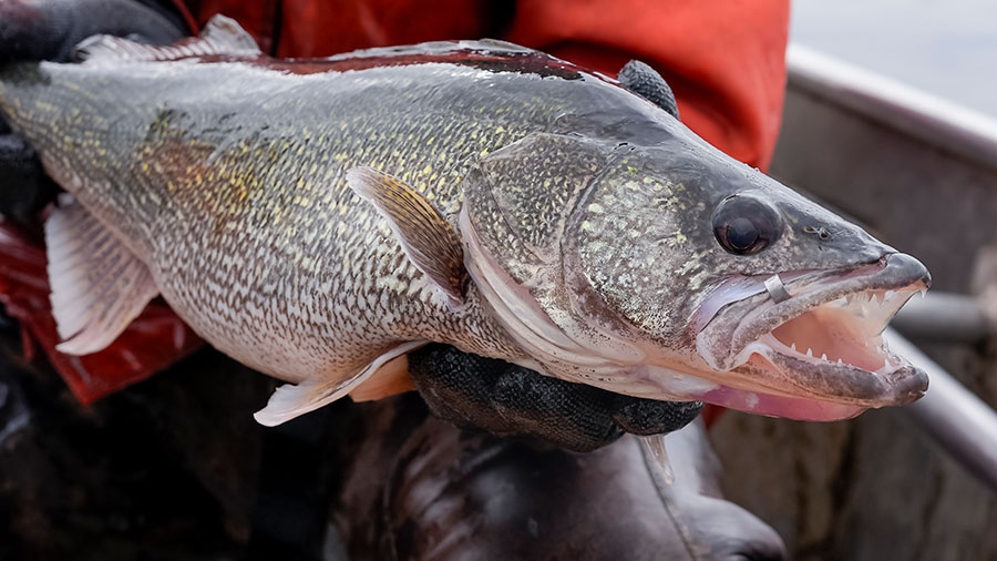 Tagged walleye