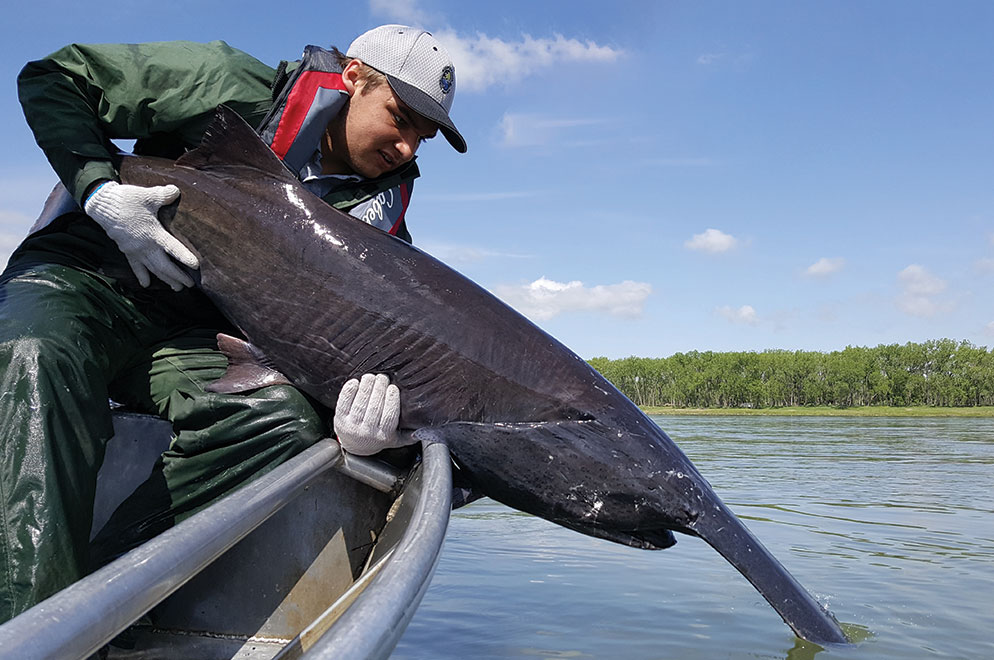 Paddlefish being released into river