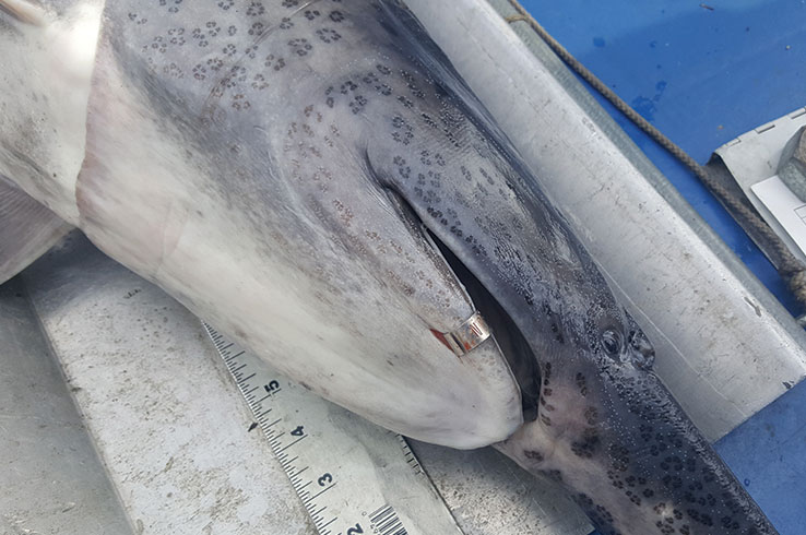 Tagged paddlefish