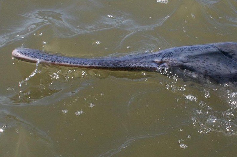 Quick & Easy way to tie a Spoonbill Snagging Rig (IMPROVED METHOD) 