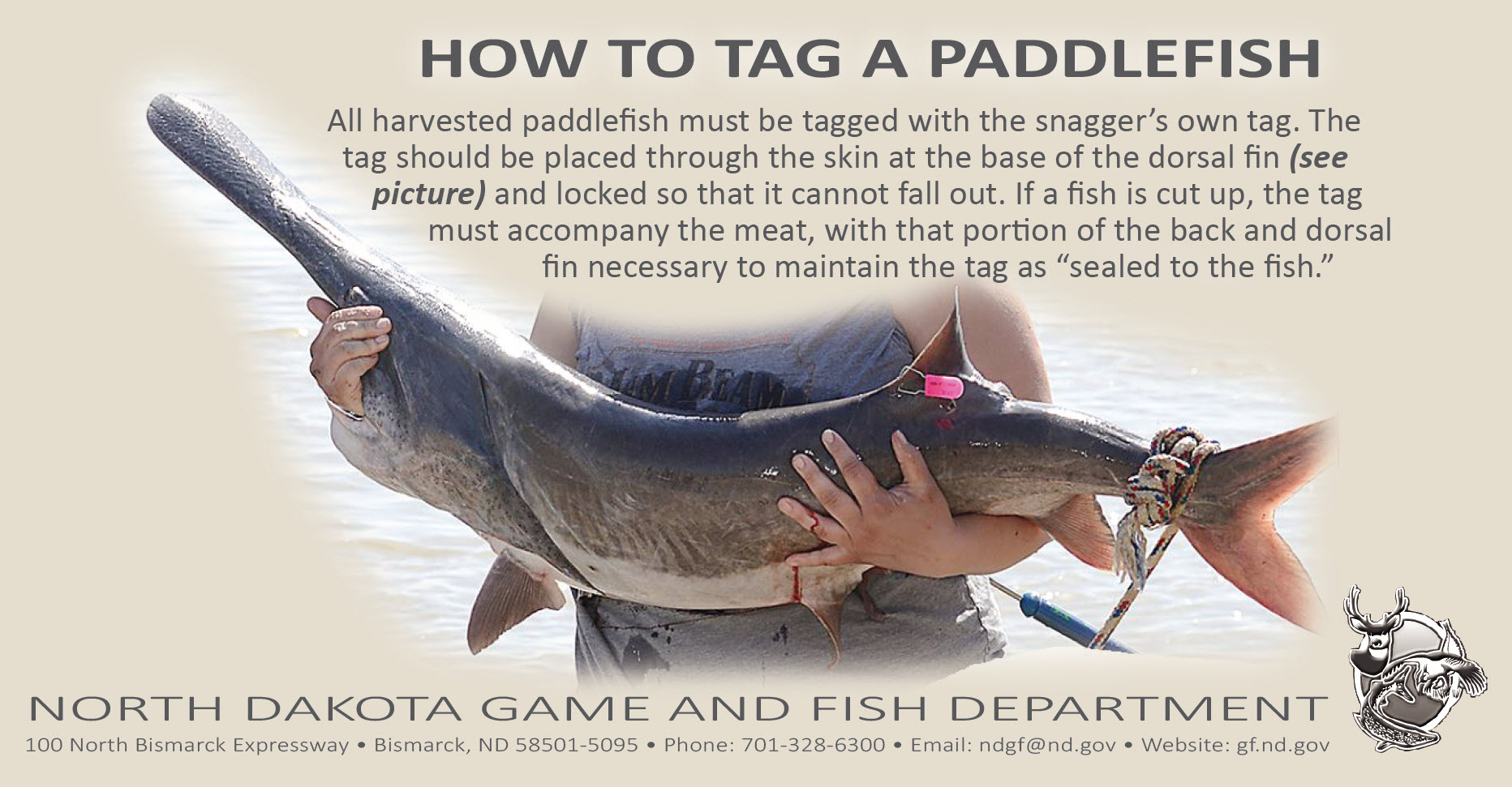 Paddlefish with tag