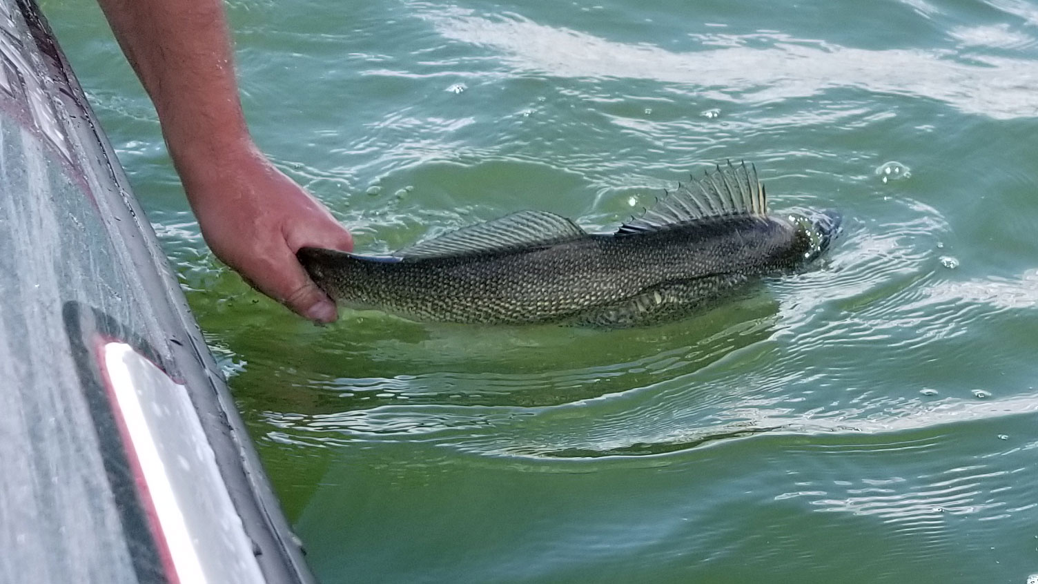 Angler releasing a fish