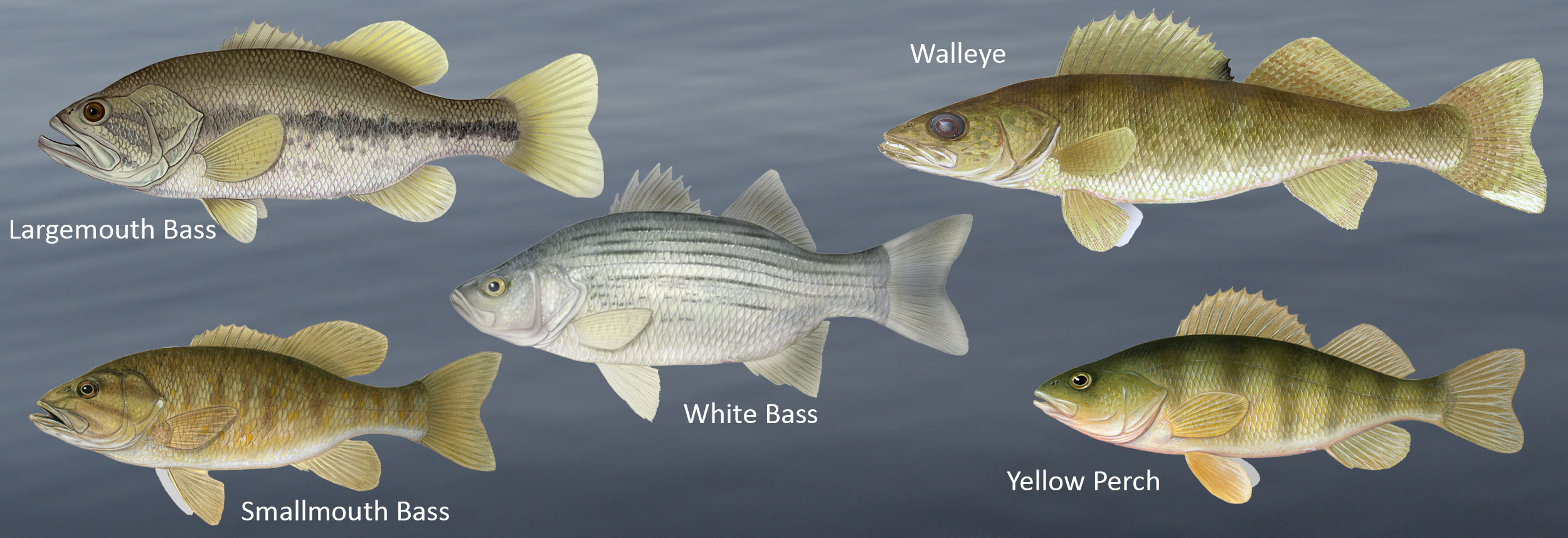 Fish very susceptible to barotrauma - largemouth bass (top left), smallmouth bass (bottom left), white bass (middle), walleye (top right), yellow perch (bottom right)