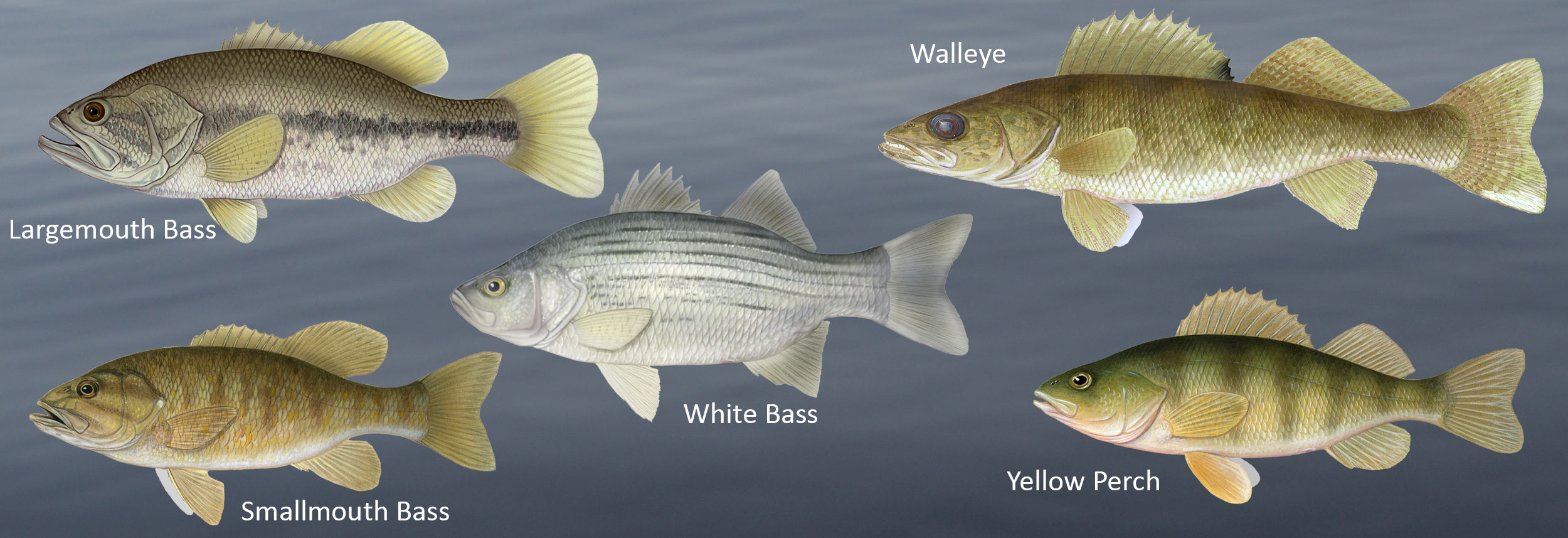 Smallmouth Bass Vs Largemouth Bass