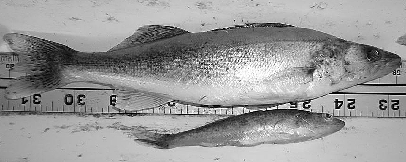 Walleye being measured