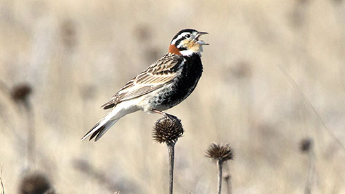 Chestnut-collared longspur