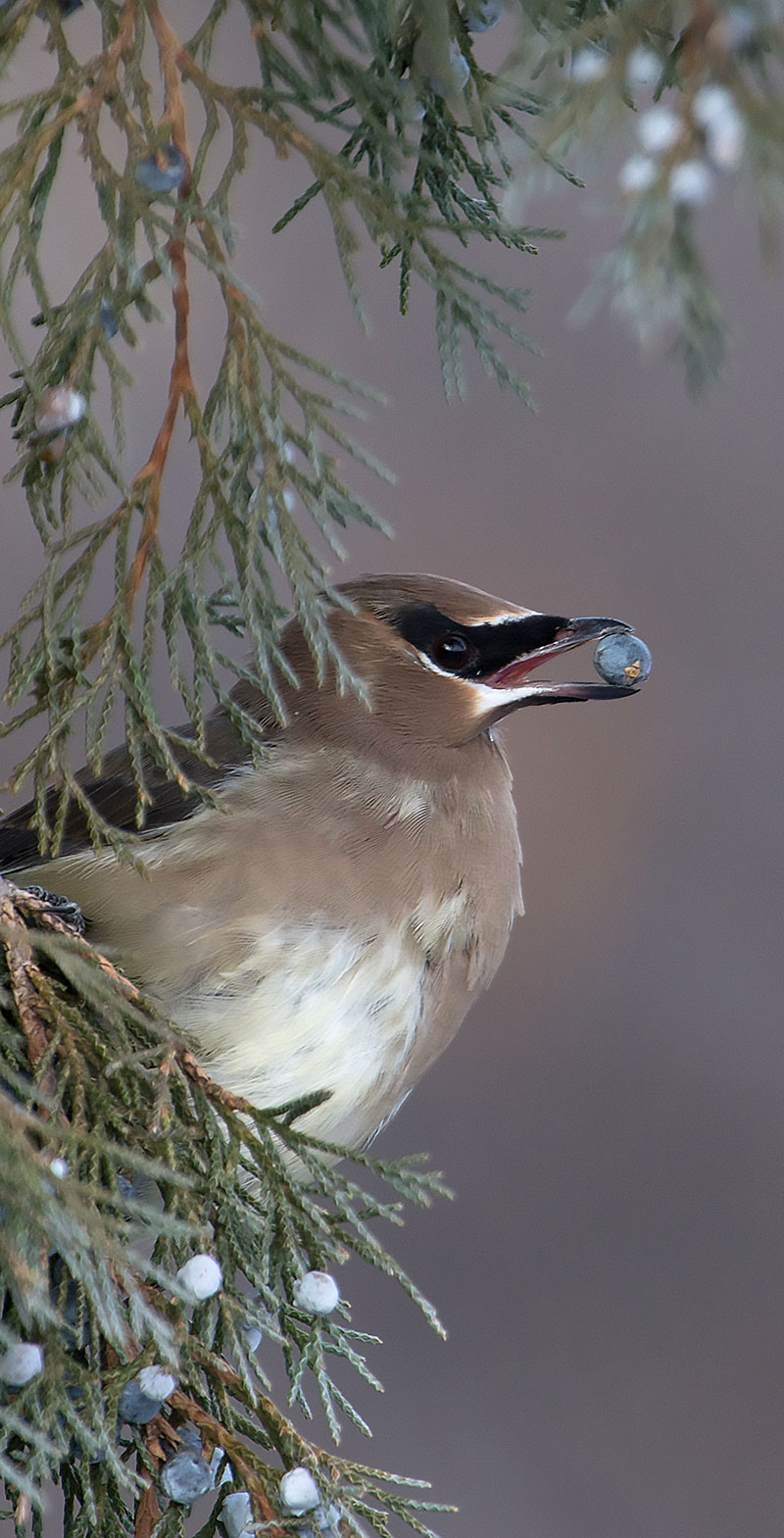 Cedar waxwing holding berry