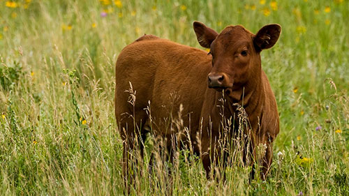 Cows
