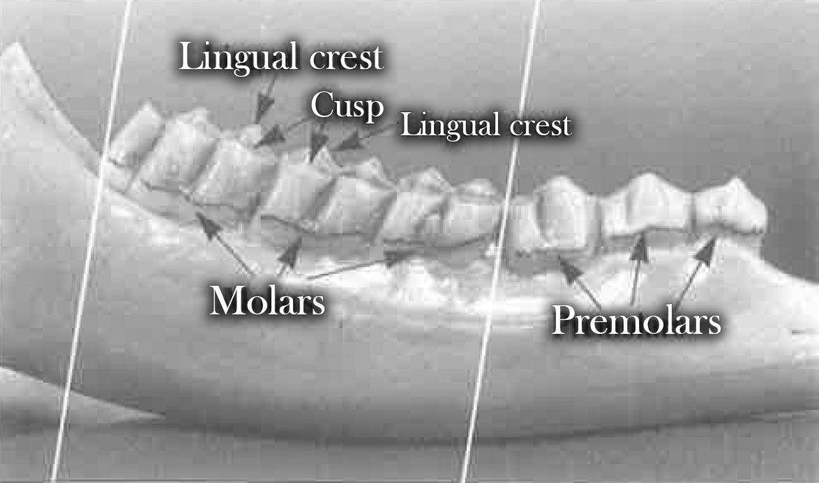 Front teeth of a 6 month old deer