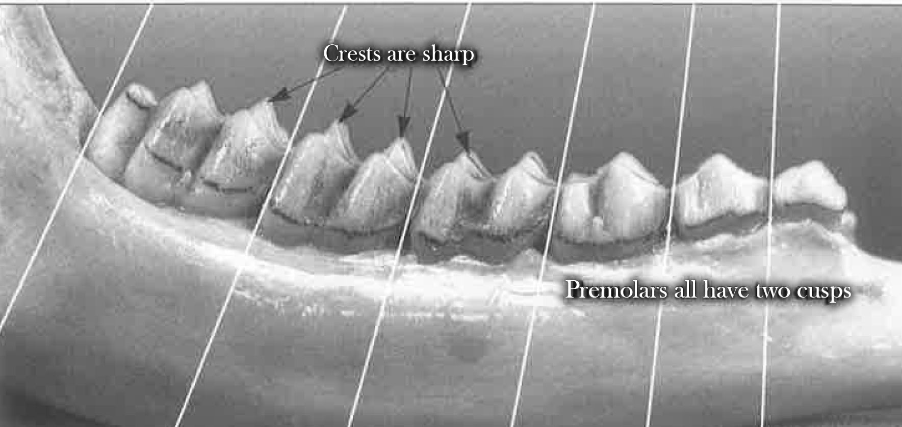 Teeth at 2.5 years of age