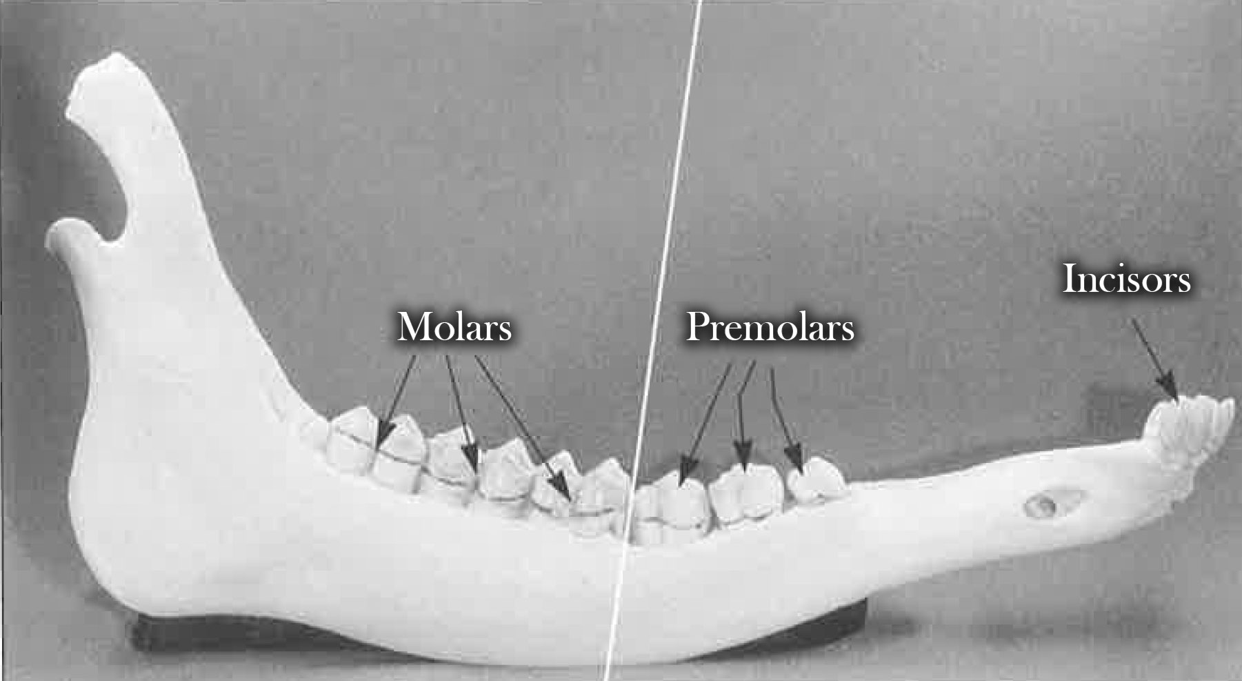 Elk jaw