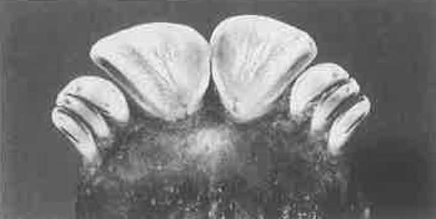 Front teeth of a yearling