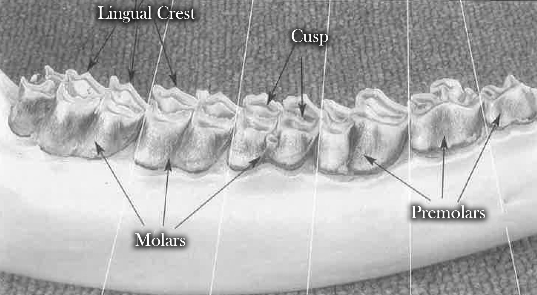 Cheek teeth of a 3.5 year-old moose